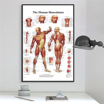 Анатомия на човека, Мускулна система, Художествен плакат, Отпечатване на Карта на тялото, платно, Стенни картини за научната Медицина, Интериор на спалня