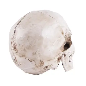 Копие на черепа за учебни цели, модел череп с подвижна долна челюст, образователни модели на черепи за Хелоуин, реквизит за селското стопанство