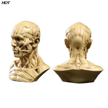 Модел на главата на човешкия мускулен на скелета, Мускулите на главата Анатомията на Черепа, Скулптура, Арт Скица, Медицински Учебни пособия