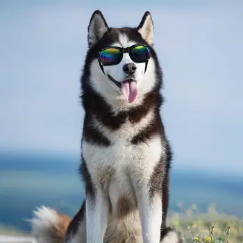 Удобна засаждане на Очила за домашни любимци Външна защита на очите за кучета Ветроупорен фарове за очила за домашни любимци UV-защитни лещи Регулируема кацане